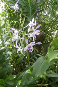 orchidées du jardin des tortues